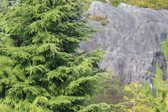 Setophaga coronata auduboni