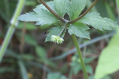 Sanicula canadensis canadensis