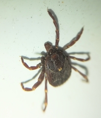 Amblyomma triguttatum