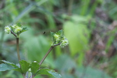 Sanicula canadensis canadensis