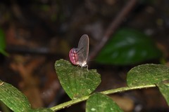 Cithaerias