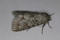 Acronicta hastulifera