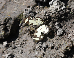 Baeotis zonata zonata