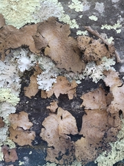 Lasallia pensylvanica