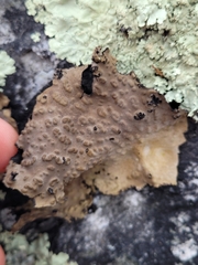 Lasallia pensylvanica