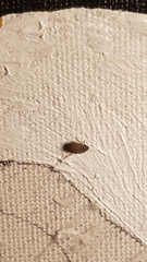 Coleoptera