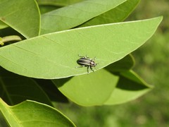 Eudiagogus episcopalis