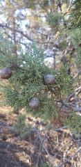 Cupressus nevadensis