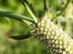 Nicentrus circumcinctus