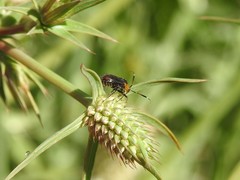 Horciasinus argentinus