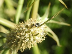 Nicentrus circumcinctus