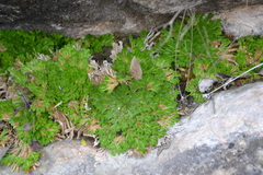 Selaginellaceae