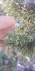 Cupressus nevadensis