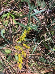 Solidago pinetorum