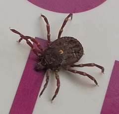 Amblyomma triguttatum