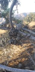 Cupressus nevadensis