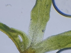 Tortella inflexa