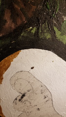 Coleoptera