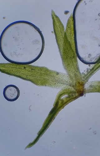 Image of Tortella inflexa by no rights reserved
