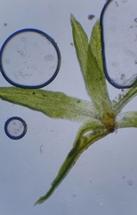 Tortella inflexa