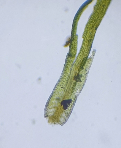 Image of Tortella inflexa by no rights reserved