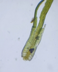 Tortella inflexa