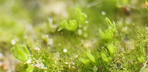 Image of Tortella inflexa by no rights reserved