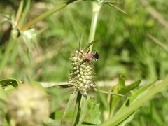 Cosmoclopius poecilus