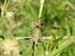 Cosmoclopius poecilus