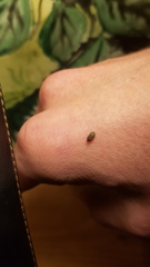 Coleoptera