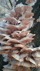Irpiciporus
