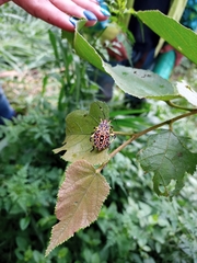 Pachylis nervosus