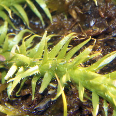 Lycopodiella appressa