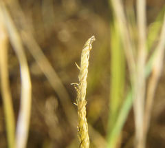 Lycopodiella appressa
