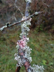 Laetisaria lichenicola
