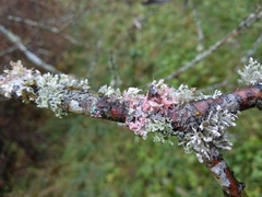 Laetisaria lichenicola
