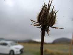 Atractylis cancellata