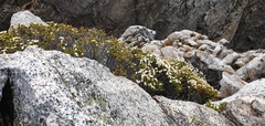 Lachnaea laniflora
