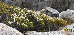 Lachnaea laniflora