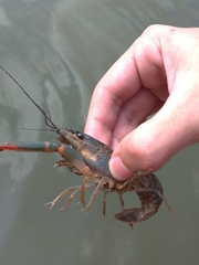 Cherax quadricarinatus