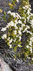 Lachnaea laniflora