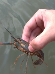 Cherax quadricarinatus