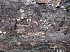 Bisporella subpallida