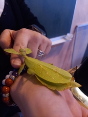 Phylliidae