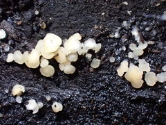Bisporella subpallida
