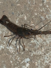 Cherax quadricarinatus