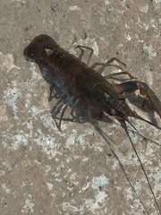 Cherax quadricarinatus
