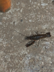 Cherax quadricarinatus