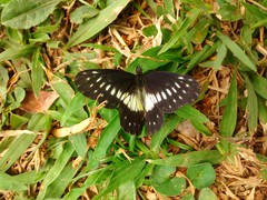 Catasticta flisa flisoides