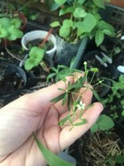 Ranunculus apiifolius